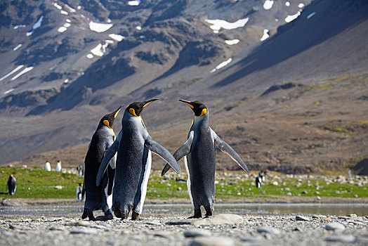 帝企鹅,湾,南乔治亚,亚南极,南极