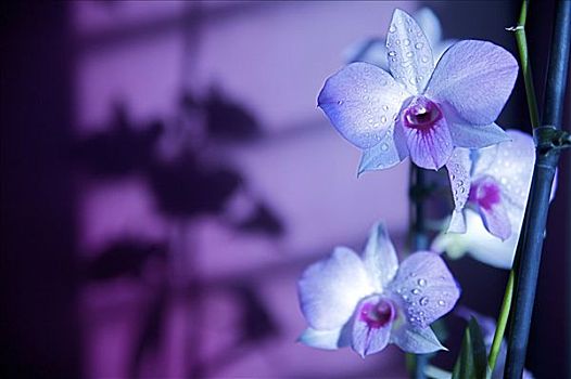 夏威夷,考艾岛,白色,兰花,紫色,亮光