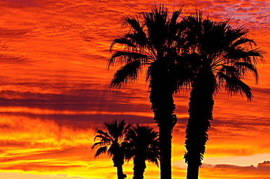 剪影,棕榈树,日出,安萨玻里哥沙漠州立公园,美国