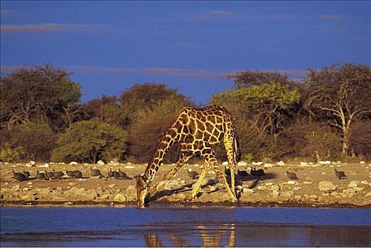 喝,长颈鹿,水坑,哺乳动物,埃托沙国家公园,纳米比亚,非洲,动物