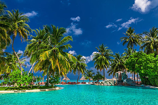 大,无限,游泳池,海滩,棕榈树,伞