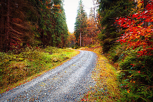 道路,树林,波希米亚风格,瑞士