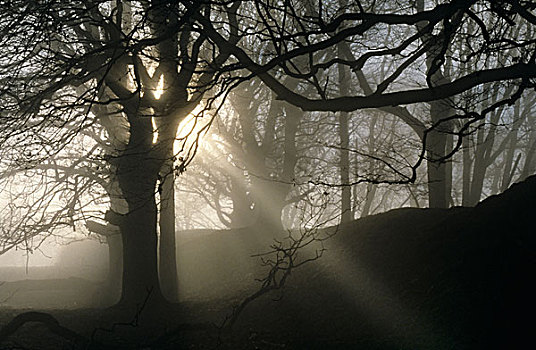 英格兰,树,雾,光线