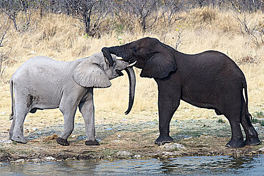 两个,非洲象,站立,接触,象鼻,埃托沙国家公园,纳米比亚,非洲