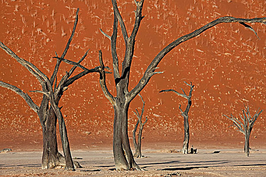 枯木,干燥,粘土,死亡谷,索苏维来地区,纳米比亚,非洲