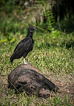 黑美洲鹫,站立,畜体,野猪,潘塔纳尔,南马托格罗索州,巴西,南美