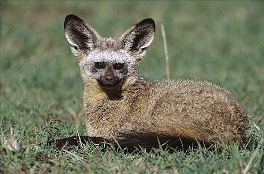 大耳狐,休息,靠近,窝,帮助,狐狸,听,捕食,马赛马拉国家保护区,肯尼亚