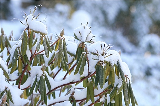 杜鹃花属植物,冬天