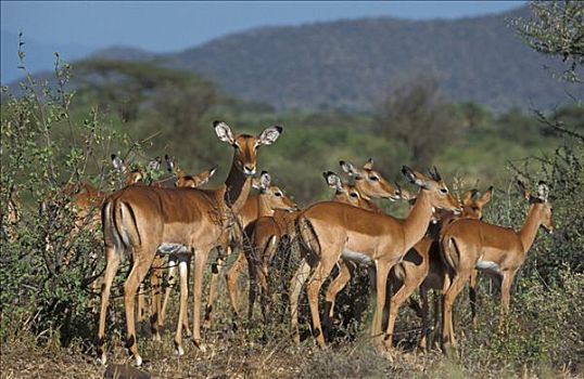 黑斑羚,马赛马拉,肯尼亚,非洲