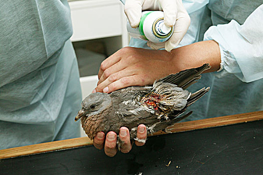 幼兽,斑尾林鸽,受伤,救助,动物保护,中心,诺曼底,法国