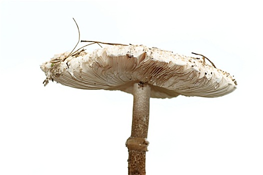 伞状蘑菇,白蘑菇,隔绝,白色背景