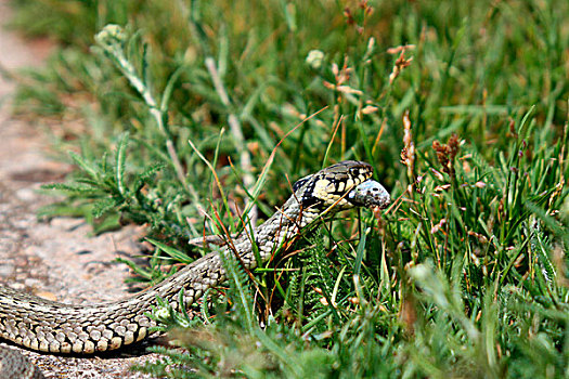 草蛇,游蛇,捕获,巴拉顿湖,匈牙利,欧洲