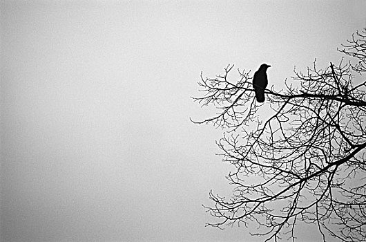 孤单,栖息,上面,空,枝条,树,冬天,下方,灰色,天空
