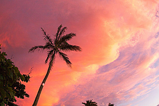 剪影,棕榈树,粉红天空