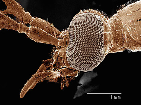 头部,甲虫,甲虫类,扫描,电子显微镜
