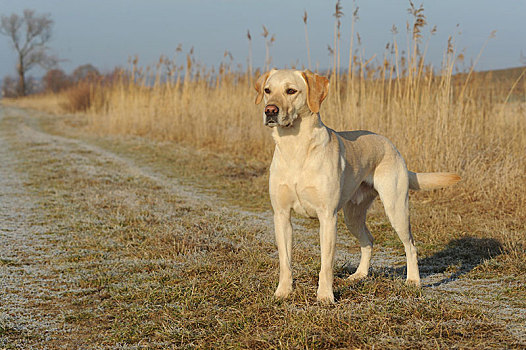 拉布拉多犬,黄色,雄性,站立,土路,奥地利,欧洲