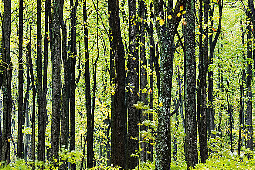 硬木,树,蓝脊公园大道,阿巴拉契亚山脉,弗吉尼亚,美国