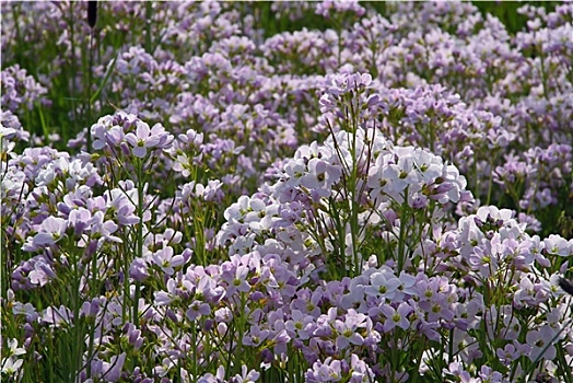 布谷鸟,花