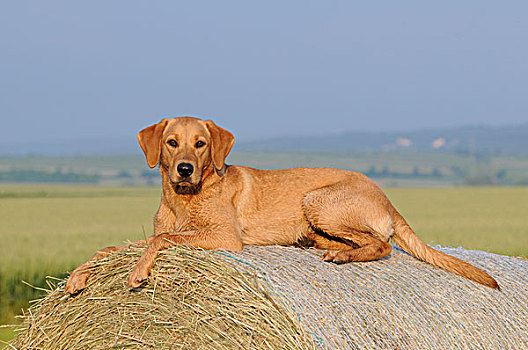 拉布拉多犬,雌性,狗,躺着,大捆,稻草