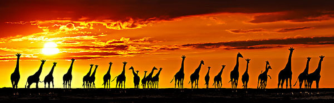 牧群,长颈鹿,非洲,热带草原,日落