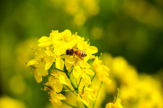 临沂兰陵国家农业公园油菜花田蜜蜂特写