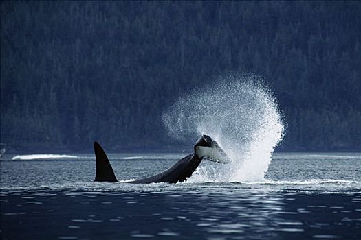 逆戟鲸,北方,尾部,拍击,约翰斯顿海峡,不列颠哥伦比亚省,加拿大