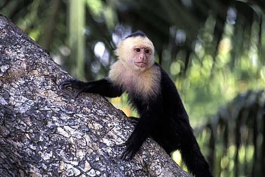 哥斯达黎加,国家公园,雨林,猴子,树干