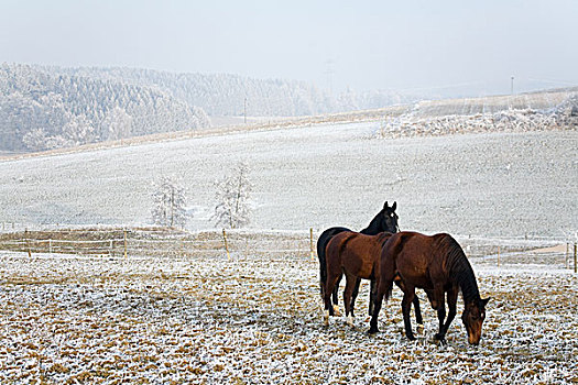 马,冬季风景,吃