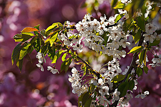 粉色,白色,樱花,巴伐利亚,德国