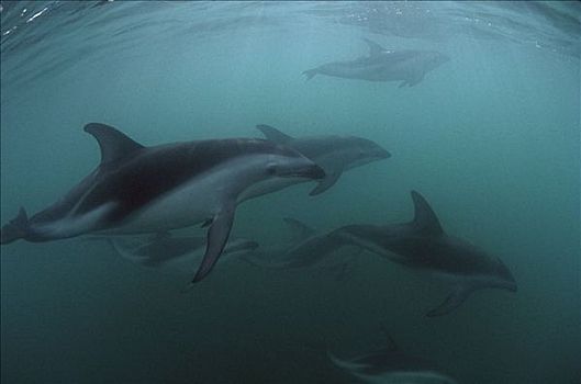 暗黑斑纹海豚,乌色海豚,游泳,新西兰