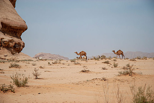 骆驼,荒漠景观,瓦地伦,约旦
