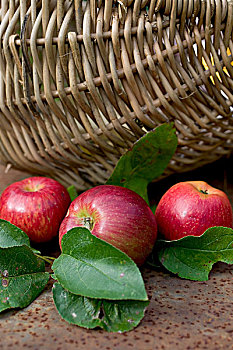 皇家,节日,红苹果,叶子,柳条篮,生锈,花园桌