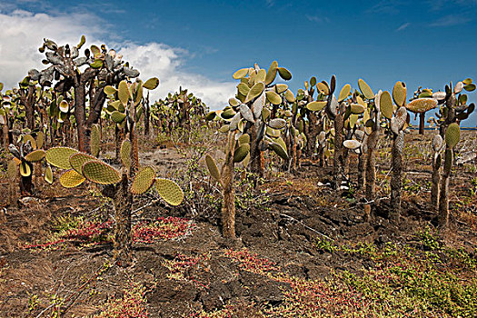 仙人掌,加拉帕戈斯群岛