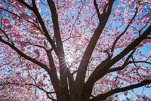 粉色,樱桃树,春天,太阳,巴登符腾堡,德国