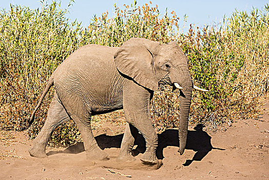 非洲象,干枯河床,马沙图禁猎区,博茨瓦纳,非洲
