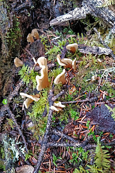 森林里的野生蘑菇
