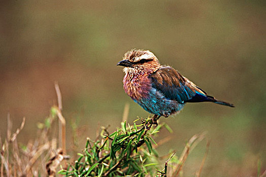 肯尼亚,马赛马拉国家保护区,紫胸佛法僧鸟,栖息,树上,大幅,尺寸