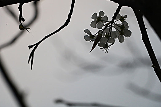 梨花剪影,梨花,植物,剪影,黑白,纪实,风光,自然,陶泽祥摄,花卉