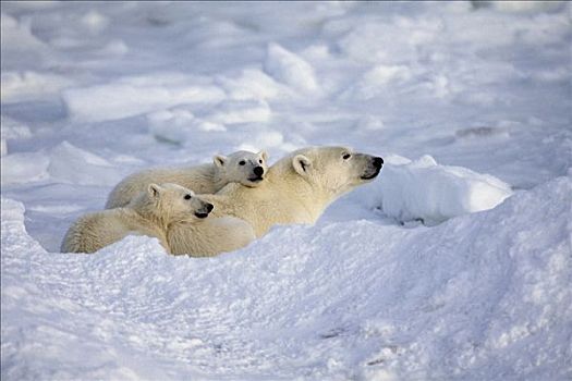 北极熊,家庭,休息,邱吉尔角,曼尼托巴,加拿大,冬季,肖像