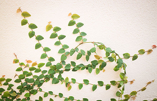 自然,绿色,常春藤,植物,墙壁