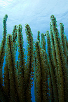 茎,珊瑚,水下
