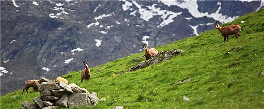 野生,岩羚羊,阿尔卑斯山