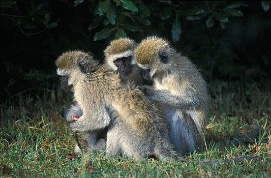 绿猴,马赛马拉,肯尼亚,非洲