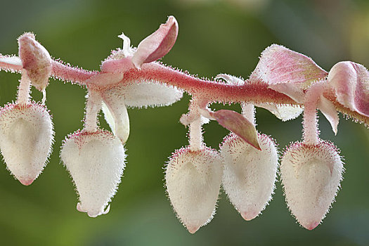 美国,华盛顿,花