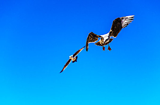 美国西部17英里飞翔的海鸥