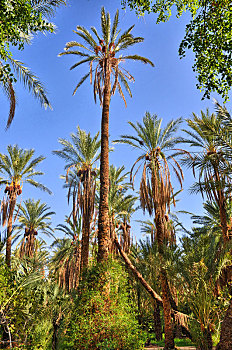 椰枣,丛林,绿洲,撒哈拉沙漠,突尼斯