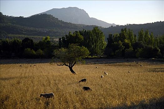 风景,绵羊,靠近,瓦尔德摩莎,马略卡岛,西班牙
