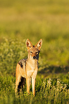 黑背狐狼,黑背豺,站立,草地,卡拉哈里沙漠,卡拉哈迪大羚羊国家公园,南非,非洲