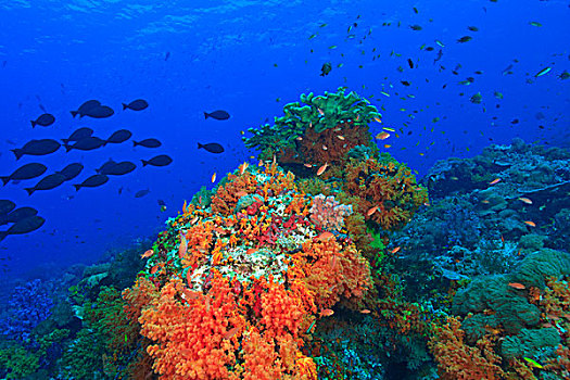彩色,软珊瑚,小,鱼,金拟花鲈,后面,鱼群,四王群岛,区域,巴布亚岛,伊里安查亚省