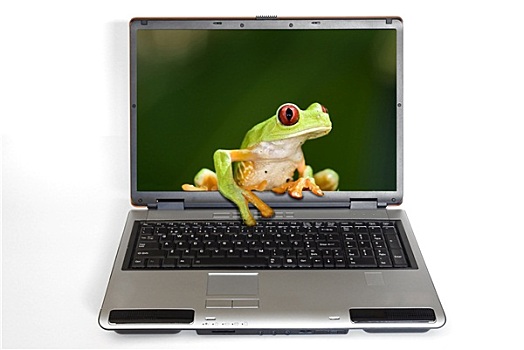 笔记本电脑,青蛙,室外